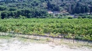 Το  Κτήμα Χαριτάτου - Haritatos Vineyard  στην  Παλική .!!! Video του Μάκη Μήλα.