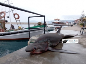 Ψάρι τεσσάρων μέτρων και 250+κιλών πιάστηκε σε δίχτυα ψαράδων στην Σάμη Κεφαλονιάς.
